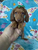 Dotty, a female Miniature Dachshund for sale in Fort Myers, FL – 7 of 7