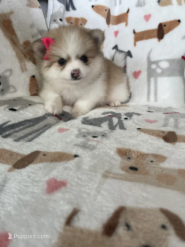 Buttercup  – Pomeranian puppy for sale in Fort Myers, FL