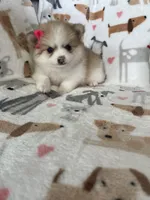 Buttercup , a female Pomeranian for sale in Fort Myers, FL – 1 of 7