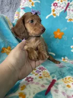 Penny, a female Miniature Dachshund for sale in Fort Myers, FL – 5 of 6