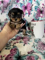 Oakley , a male Yorkshire Terrier for sale in Fort Myers, FL – 4 of 9