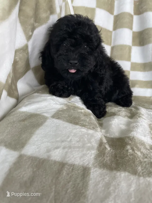 Shadow – Poodle - Toy  puppy for sale in Fort Myers, FL