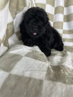 Shadow, a male Poodle - Toy  for sale in Fort Myers, FL – 4 of 6