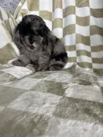 Biscuit , a male Poodle - Toy  for sale in Fort Myers, FL – 2 of 7