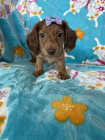 Penny, a female Miniature Dachshund for sale in Fort Myers, FL – 2 of 6