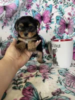 Oakley , a male Yorkshire Terrier for sale in Fort Myers, FL – 2 of 9