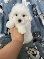 Cotton, a male Maltese for sale in Fort Myers, FL – 8 of 8