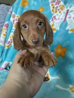 Rigatoni, a male Miniature Dachshund for sale in Fort Myers, FL – 4 of 6