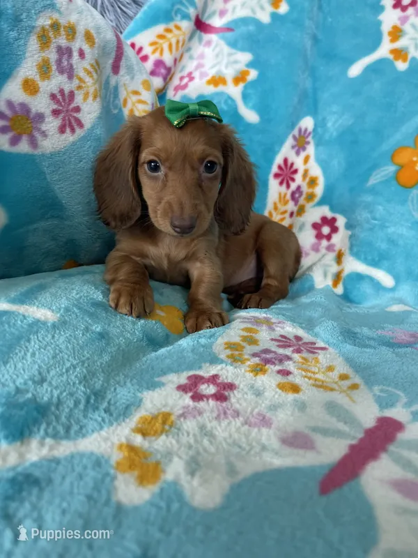 Dotty – Miniature Dachshund puppy for sale in Fort Myers, FL