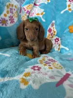 Dotty, a female Miniature Dachshund for sale in Fort Myers, FL – 1 of 7