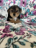 Alfie, a male Yorkshire Terrier for sale in Fort Myers, FL – 2 of 8
