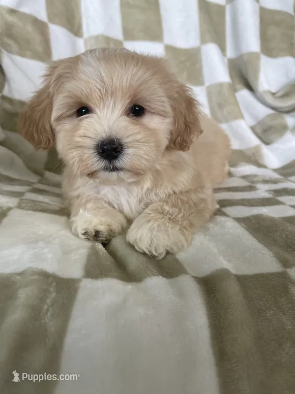 Teddy – Maltipoo puppy for sale in Fort Myers, FL