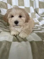 Teddy, a male Maltipoo for sale in Fort Myers, FL – 1 of 5