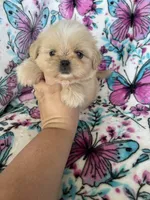 Huey, a male Shih Tzu for sale in Fort Myers, FL – 7 of 7