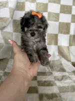 Luna, a female Poodle - Toy  for sale in Fort Myers, FL – 3 of 7
