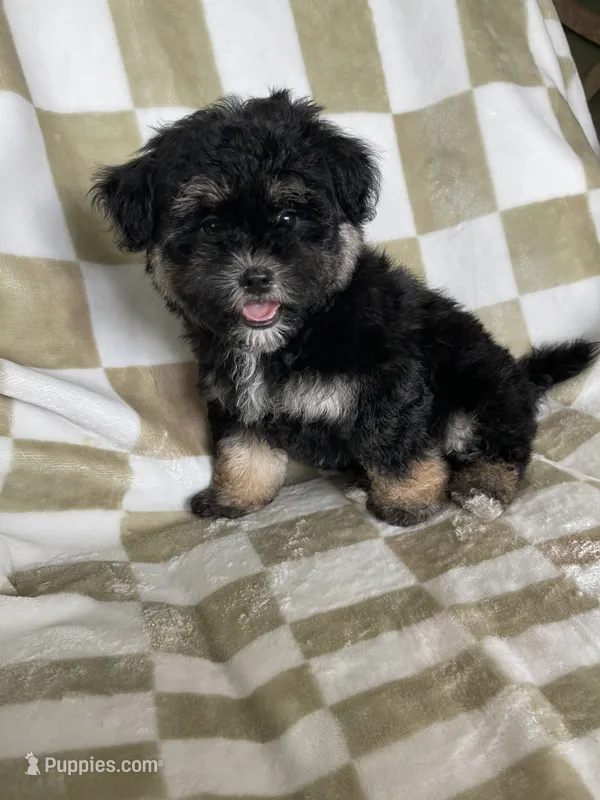 Shadow  – Maltipoo puppy for sale in Fort Myers, FL
