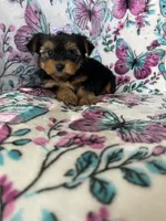Dottie, a female Yorkshire Terrier for sale in Fort Myers, FL – 6 of 9