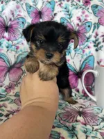Chewy , a male Yorkshire Terrier for sale in Fort Myers, FL – 5 of 9