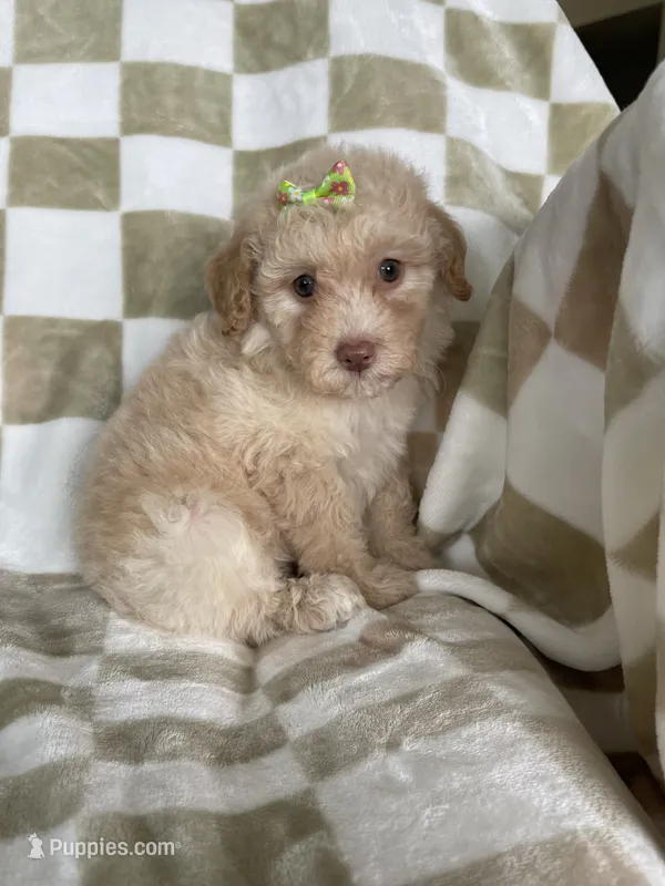 Goldie – Poodle - Toy  puppy for sale in Fort Myers, FL
