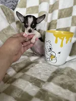 Teacup Louie , a male Chihuahua for sale in Fort Myers, FL – 7 of 7