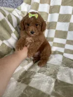 Ginger , a female Poodle - Toy  for sale in Fort Myers, FL – 4 of 6
