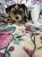 Ziggy, a male Yorkshire Terrier for sale in Fort Myers, FL – 3 of 8