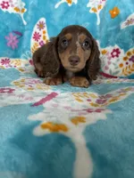 Fudge, a male Miniature Dachshund for sale in Fort Myers, FL – 2 of 6