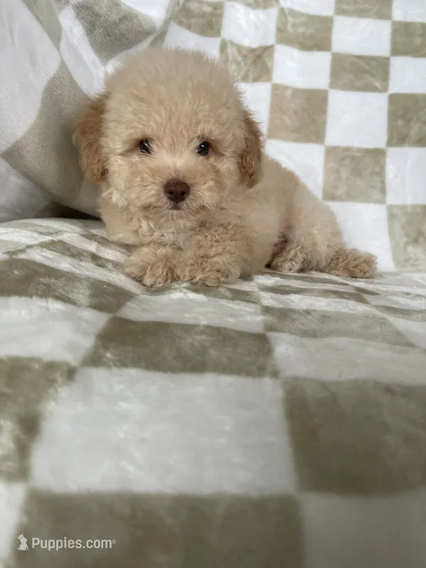 Toby – Poodle - Toy  puppy for sale in Fort Myers, FL