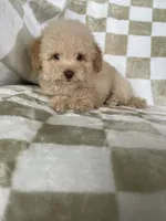 Toby, a male Poodle - Toy  for sale in Fort Myers, FL – 1 of 7