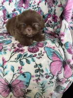 Dewey, a male Shih Tzu for sale in Fort Myers, FL – 4 of 8
