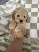 Ollie, a male Poodle - Toy  for sale in Fort Myers, FL – 5 of 7