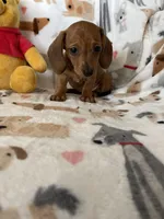 Brownie , a female Miniature Dachshund for sale in Fort Myers, FL – Photo 1 of 7