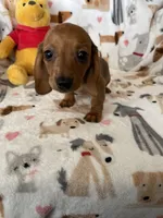 Brownie , a female Miniature Dachshund for sale in Fort Myers, FL – Photo 3 of 7
