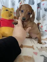 Brownie , a female Miniature Dachshund for sale in Fort Myers, FL – Photo 2 of 7