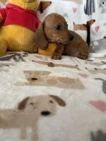 Brownie , a female Miniature Dachshund for sale in Fort Myers, FL – Photo 5 of 7