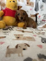 Brownie , a female Miniature Dachshund for sale in Fort Myers, FL – Photo 7 of 7