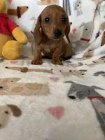 Brownie , a female Miniature Dachshund for sale in Fort Myers, FL – Photo 6 of 7