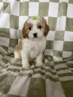 Buttercup , a female Cavapoo for sale in Fort Myers, FL – Photo 1 of 6