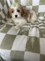 Buttercup , a female Cavapoo for sale in Fort Myers, FL – Photo 5 of 6