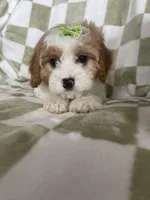 Buttercup , a female Cavapoo for sale in Fort Myers, FL – Photo 3 of 6