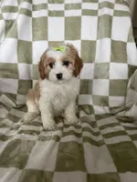 Buttercup , a female Cavapoo for sale in Fort Myers, FL – Photo 6 of 6