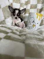 Teacup Louie , a male Chihuahua for sale in Fort Myers, FL – 3 of 7