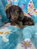 Spot, a male Miniature Dachshund for sale in Fort Myers, FL – 3 of 8