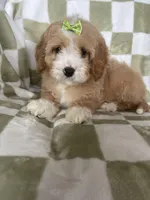 Blossom , a female Cavapoo for sale in Fort Myers, FL – Photo 1 of 7