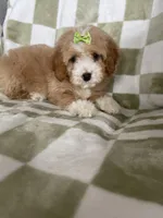 Blossom , a female Cavapoo for sale in Fort Myers, FL – Photo 7 of 7