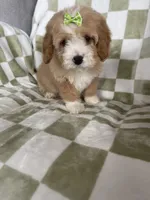 Blossom , a female Cavapoo for sale in Fort Myers, FL – Photo 5 of 7