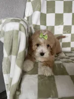 Blossom , a female Cavapoo for sale in Fort Myers, FL – Photo 2 of 7