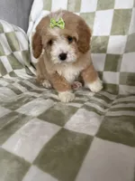 Blossom , a female Cavapoo for sale in Fort Myers, FL – Photo 3 of 7