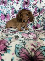 Sadie, a female Miniature Dachshund for sale in Fort Myers, FL – 7 of 8