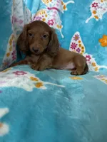 Truffle, a male Miniature Dachshund for sale in Fort Myers, FL – 3 of 7